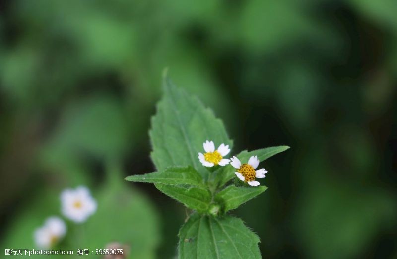 花边野花路边花图片