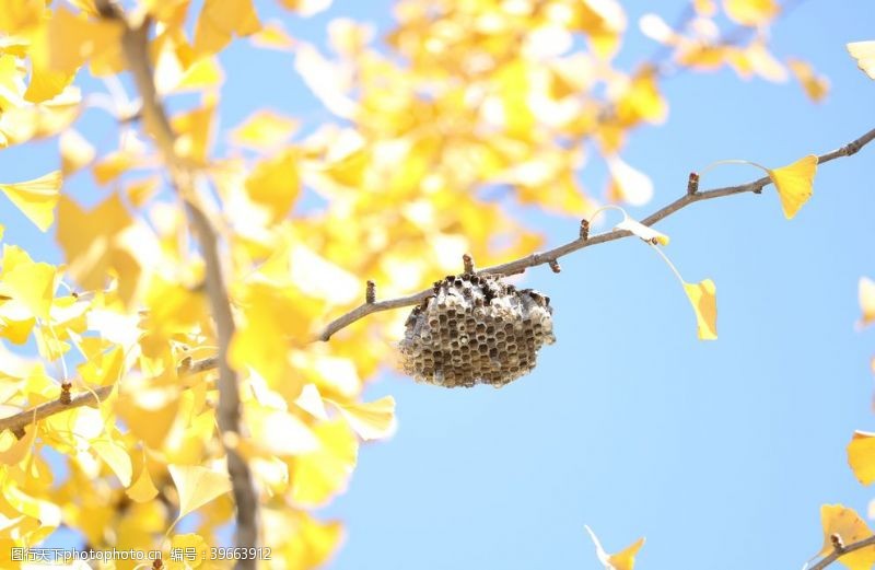 银杏树挂蜂巢图片