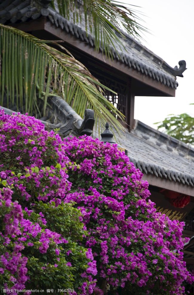 春天花朵园林盆景紫色三角梅图片
