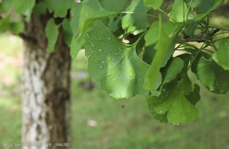 树叶水珠水滴雨后绿色银杏叶图片
