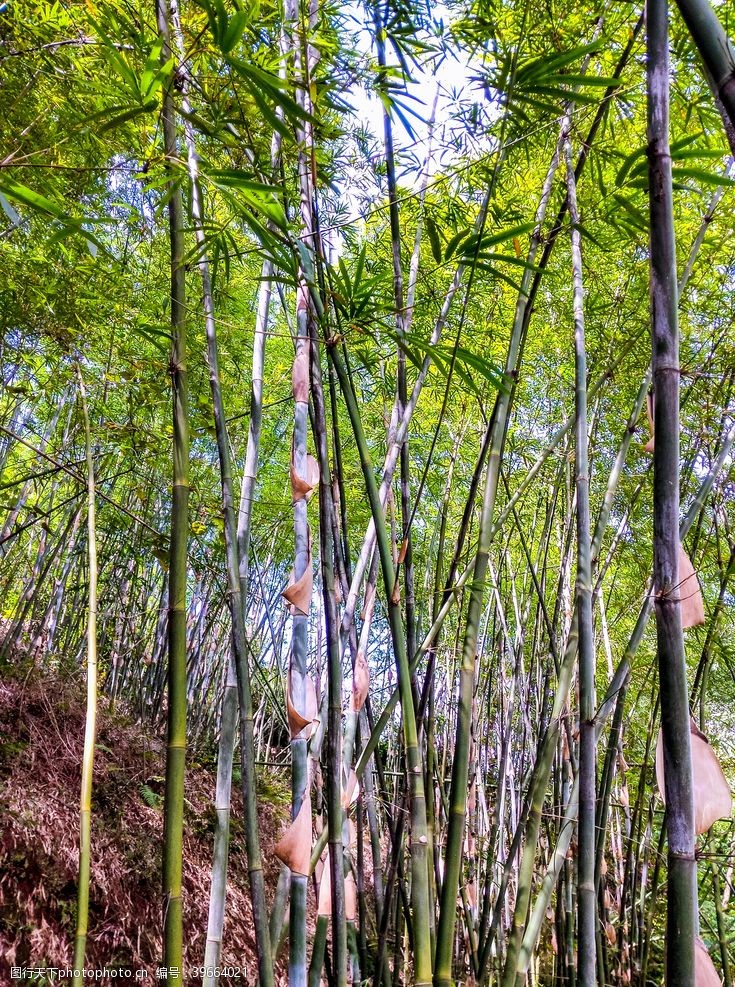 青翠绿叶素材竹林摄影图片