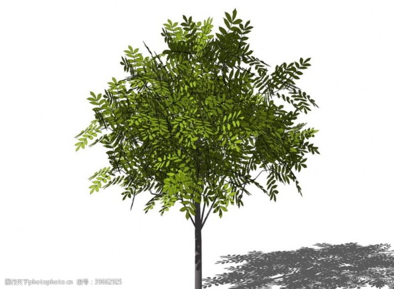 室外模型3D植物树SU模型图片