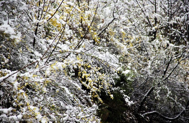 积木白雪皑皑中小黄花植物摄影图图片