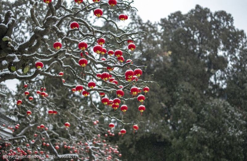 红色的雪被雪覆盖的树枝挂小灯笼图片