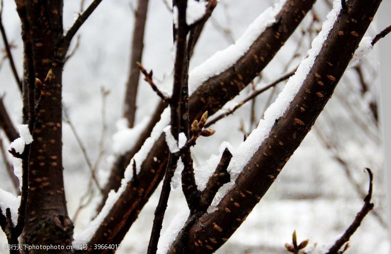积木被雪覆盖的树枝图片