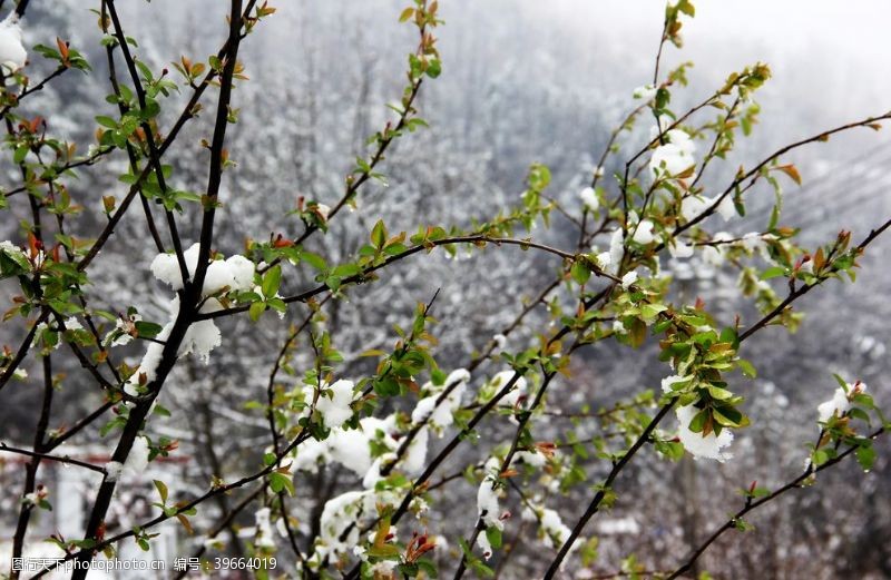 嫩绿色春雪与嫩绿植物素材背景摄影图图片