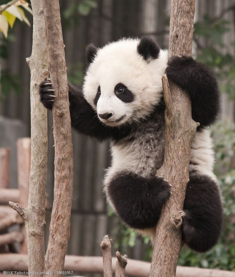 玩耍大熊猫图片