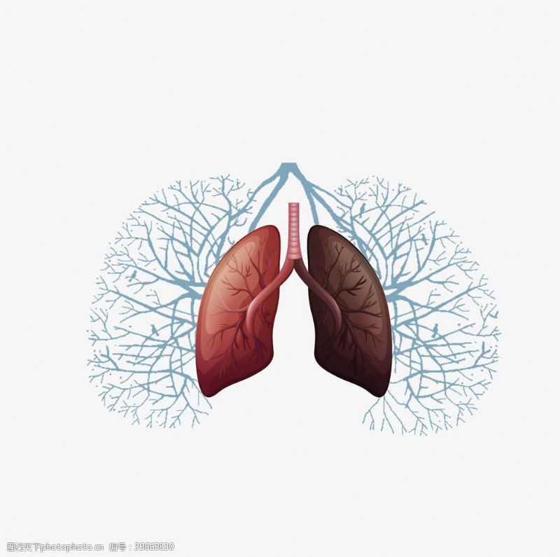 插画素材肺部插画图片