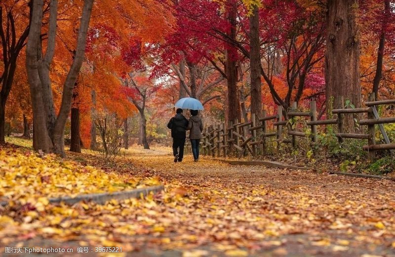 秋天枫林公园散步夫妻图片