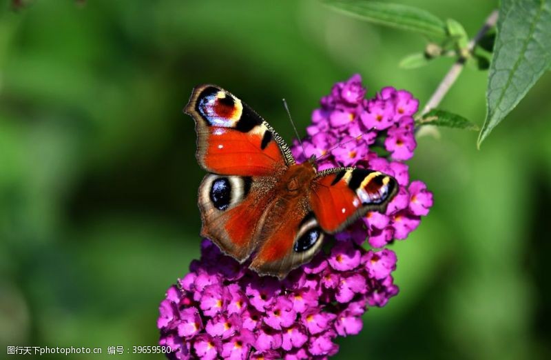 漂亮的花朵孔雀蝴蝶图片