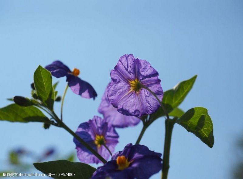 植物花草蓝色的龙胆花图片
