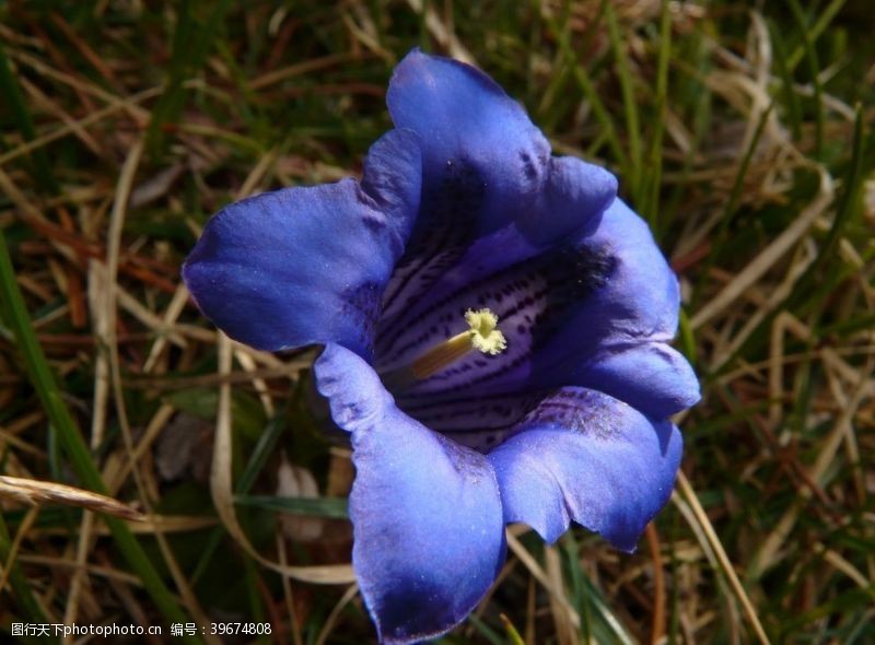 植物花草蓝色的龙胆花图片
