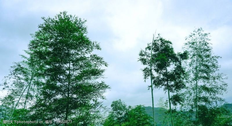 茂密的树蓝天下的竹子拍摄素材图片