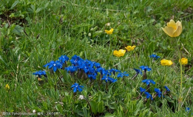 橙色花朵龙胆花图片