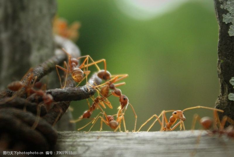小家犬蚂蚁图片