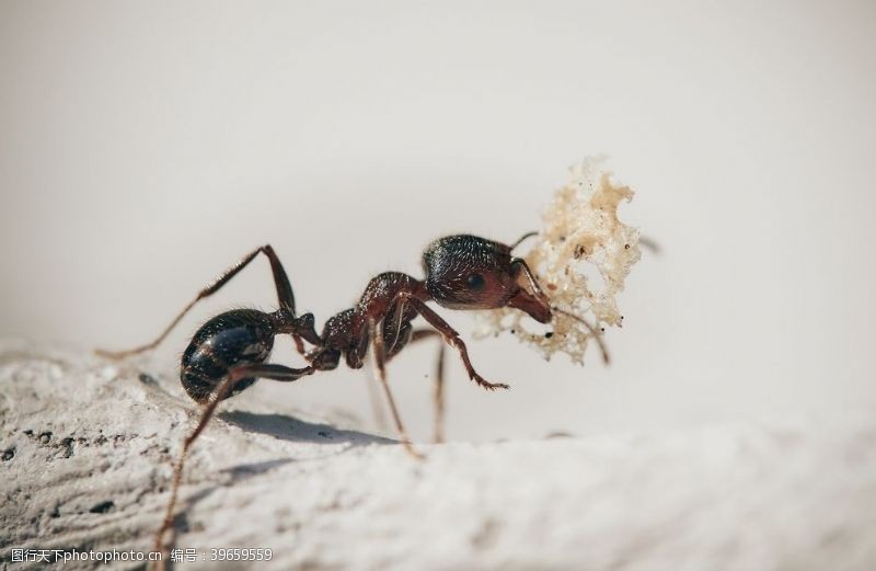 小家犬蚂蚁图片