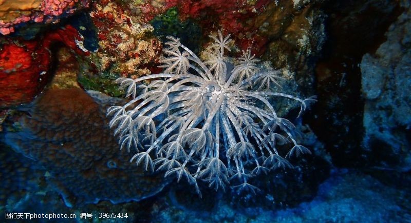 蜂巢珊瑚图片