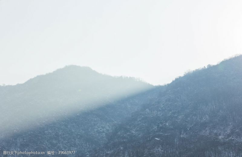 针叶树山里的雪图片