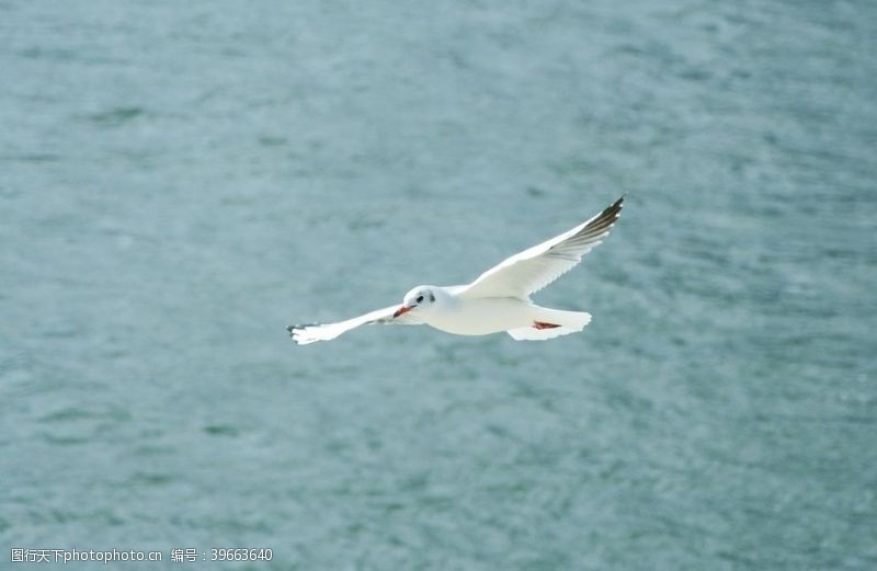 深圳湾展翅飞翔的海鸥图片