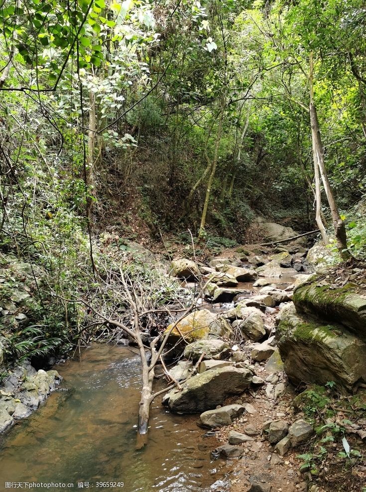 清澈溯溪穿越森林图片