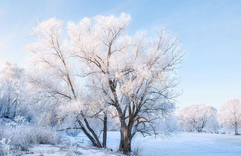 冬日园林唯美雾凇风景图图片