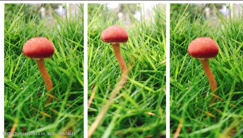 森林小蘑菇三连拍微距拍摄拼图图片