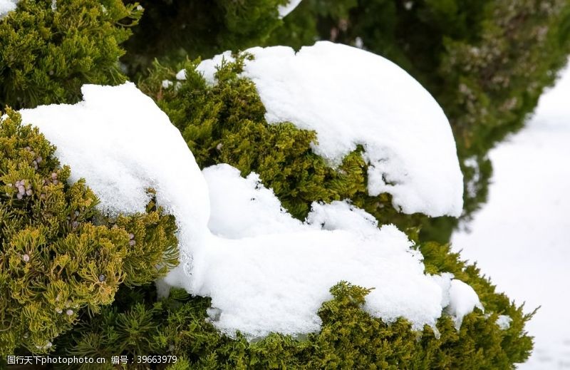 雪覆盖下雪后的绿植景观图片