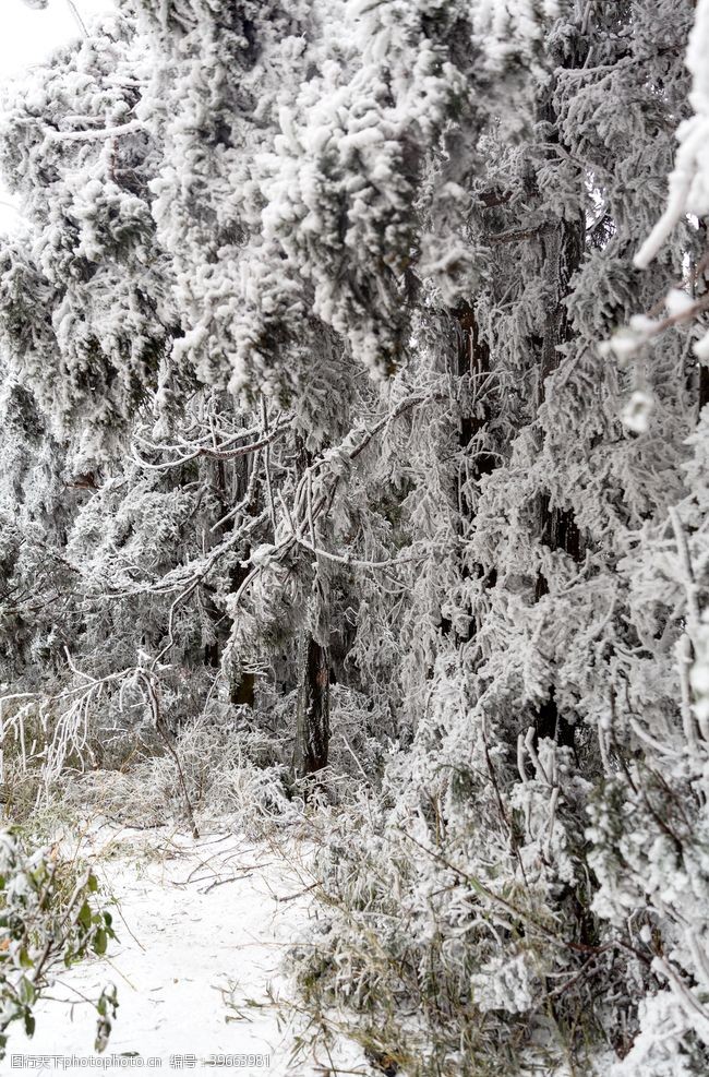 积木雪挂树枝图片