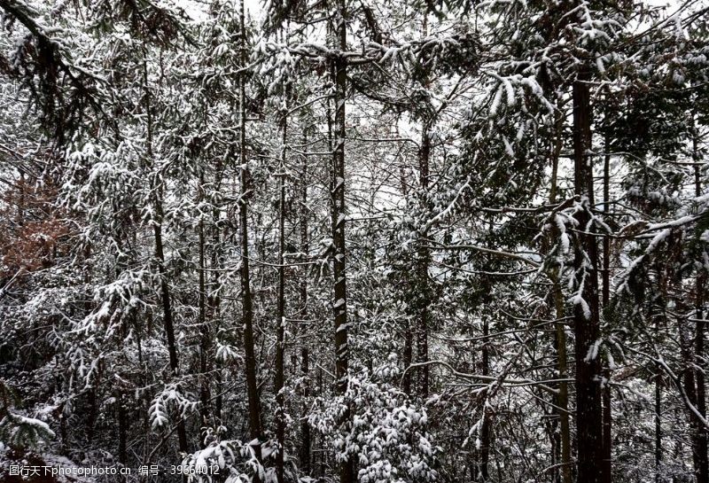 积木雪中的树林图片
