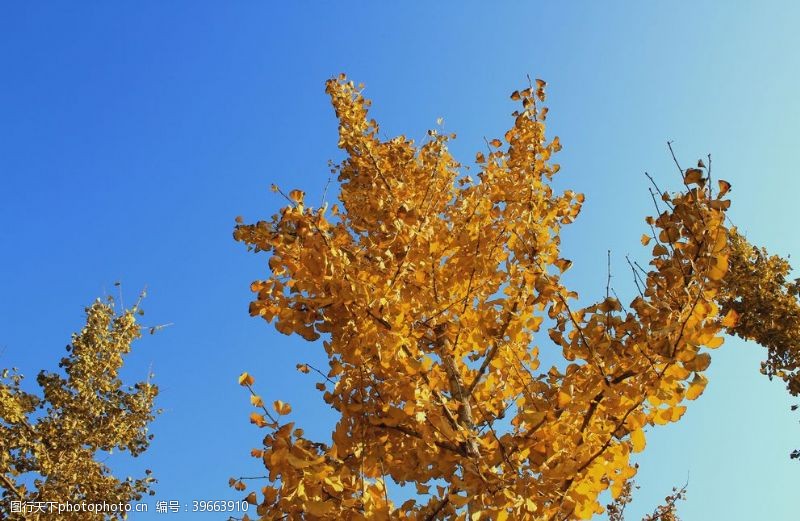 落叶背景银杏树林图片