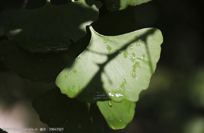 叶子露水雨后绿色银杏叶特写图片