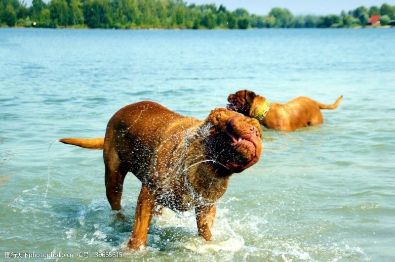 宠物海报波尔多犬图片