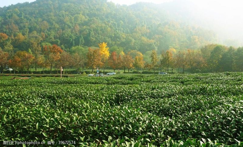 绿茶茶园图片