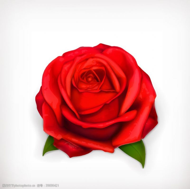 红色玫瑰花矢量图片