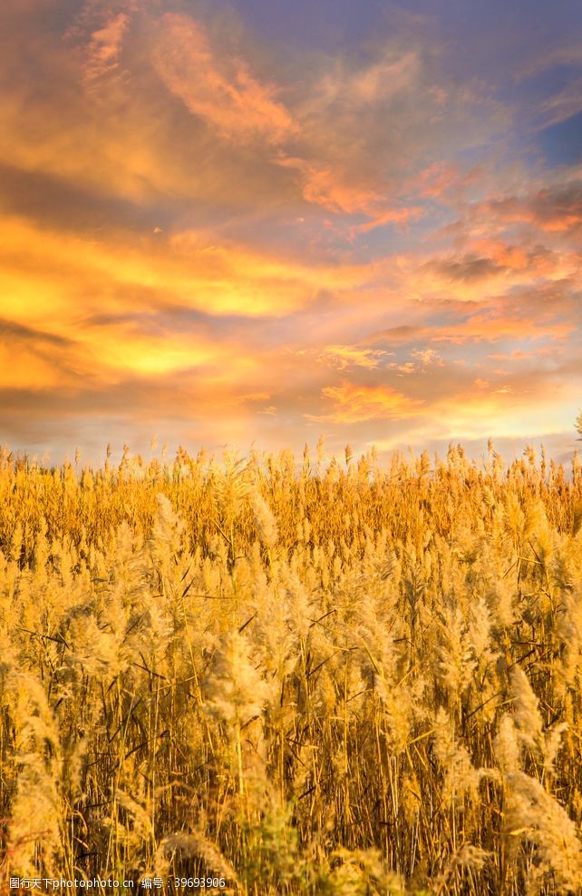 秋天的色彩黄昏下的金色麦田摄影图片
