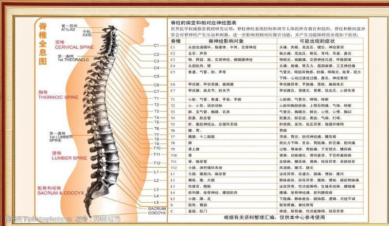 中腰脊柱全息高清挂图图片