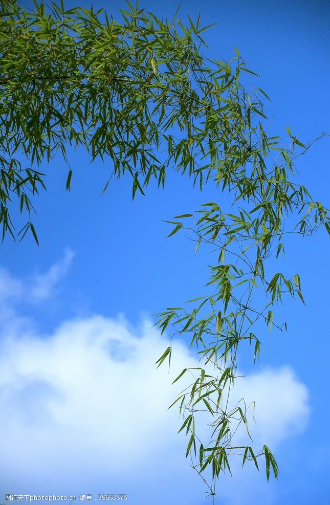 清新绿色蓝天蓝天下的竹子拍摄素材图片