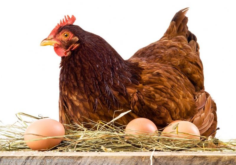 孵蛋母鸡孵化小鸡的图片