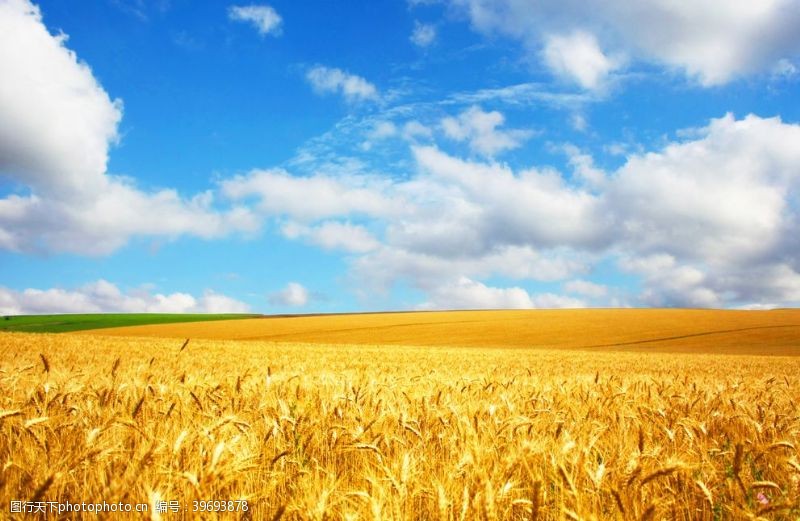 农作物麦田风景图片