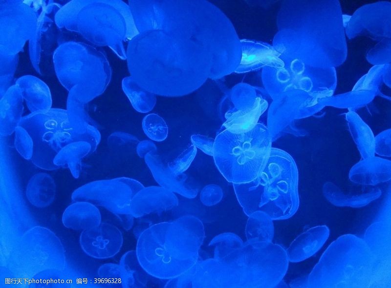 唯美海洋水母图片