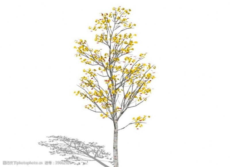 skp现代植物树银杏SU模型图片