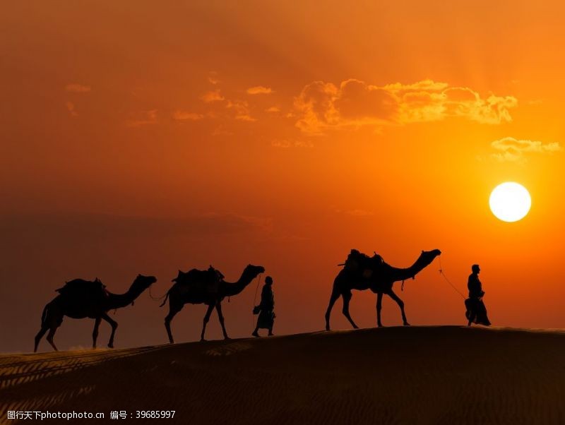 职业人影夕阳下的骆驼群图片