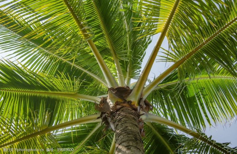 旅游叶子椰子树图片