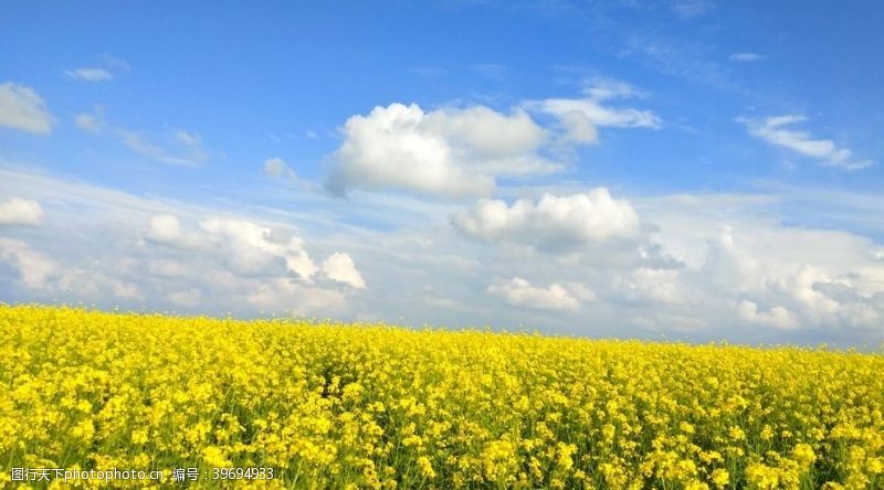 油菜花天空图片