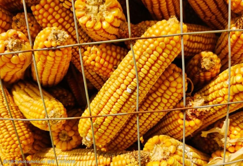 五谷杂粮传单玉米图片