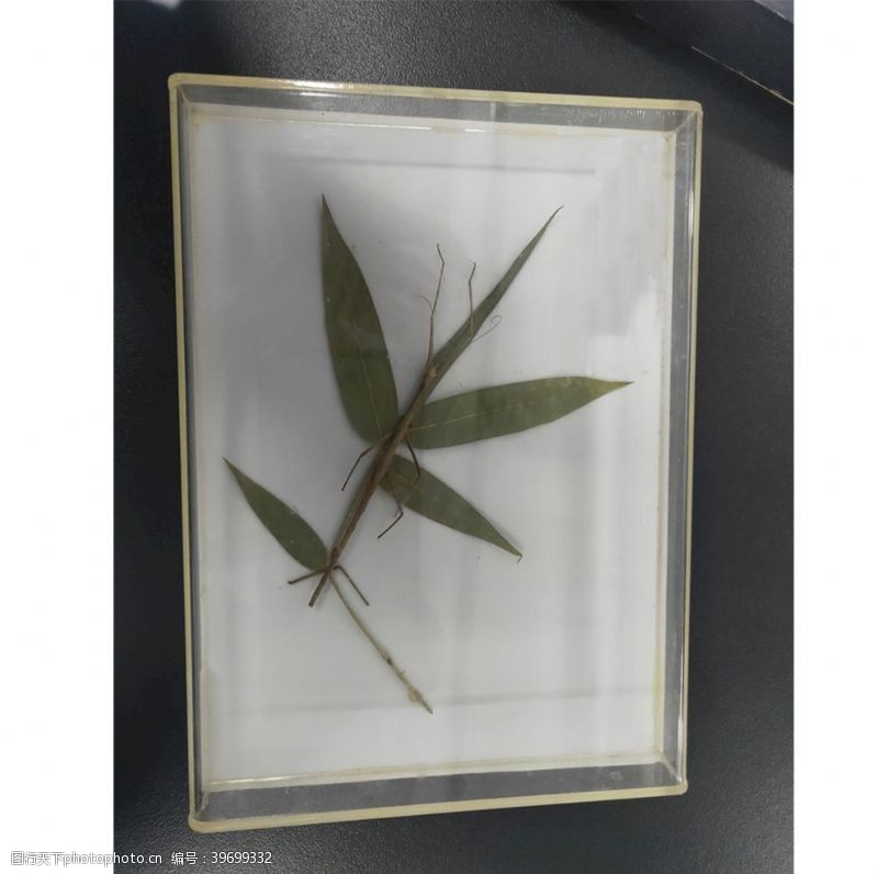 拟物竹节虫拟态标本图片