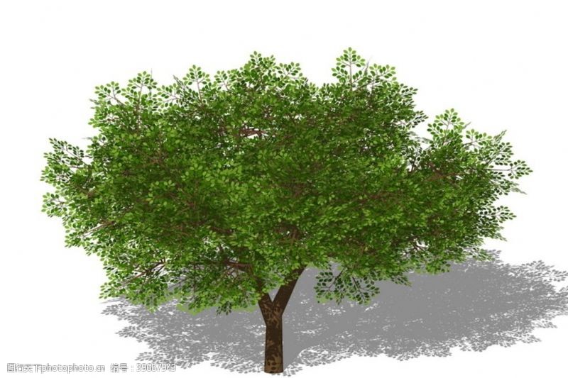 skp3D植物树SU模型图片
