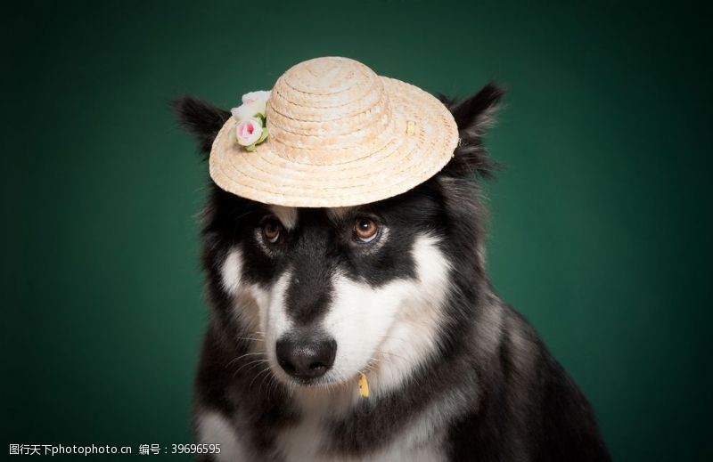 宠物美容带帽子的哈士奇图片