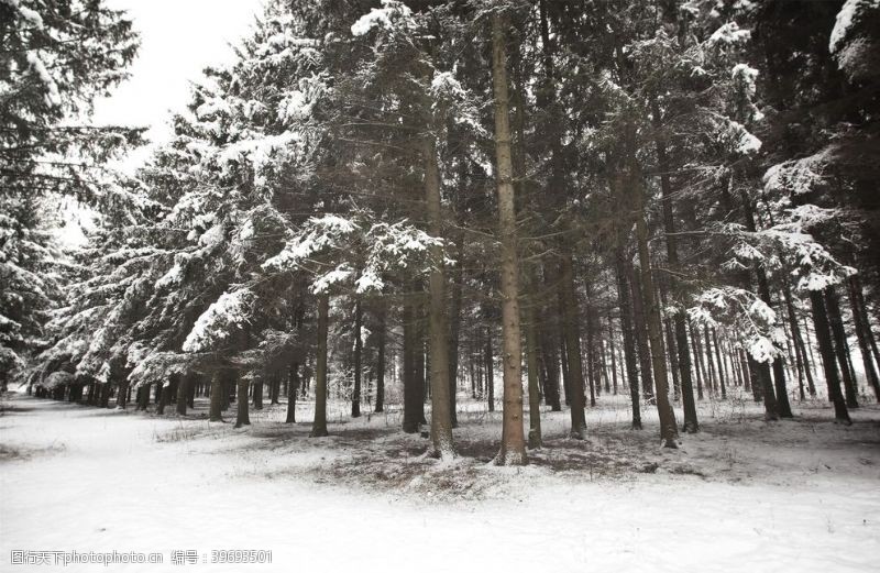 卡通景观树木冬天图片