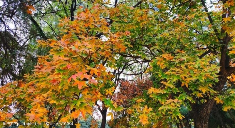 秋天枫林枫叶图片